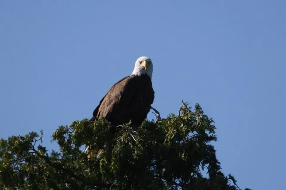 Close view of eagle on display of the website