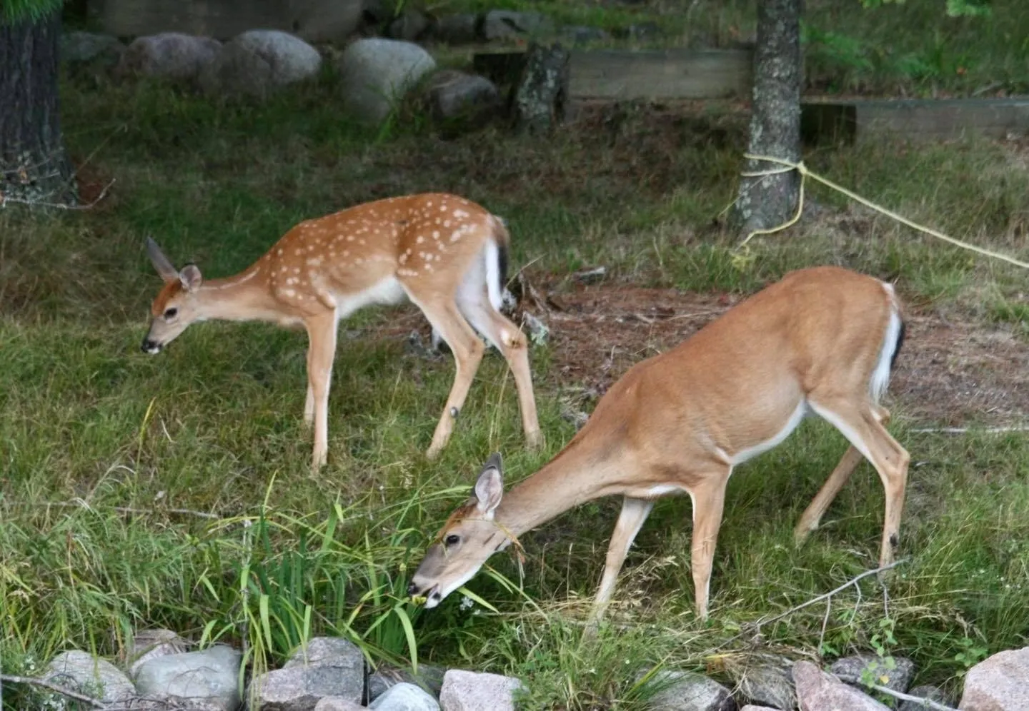 View of two deers on display of the website