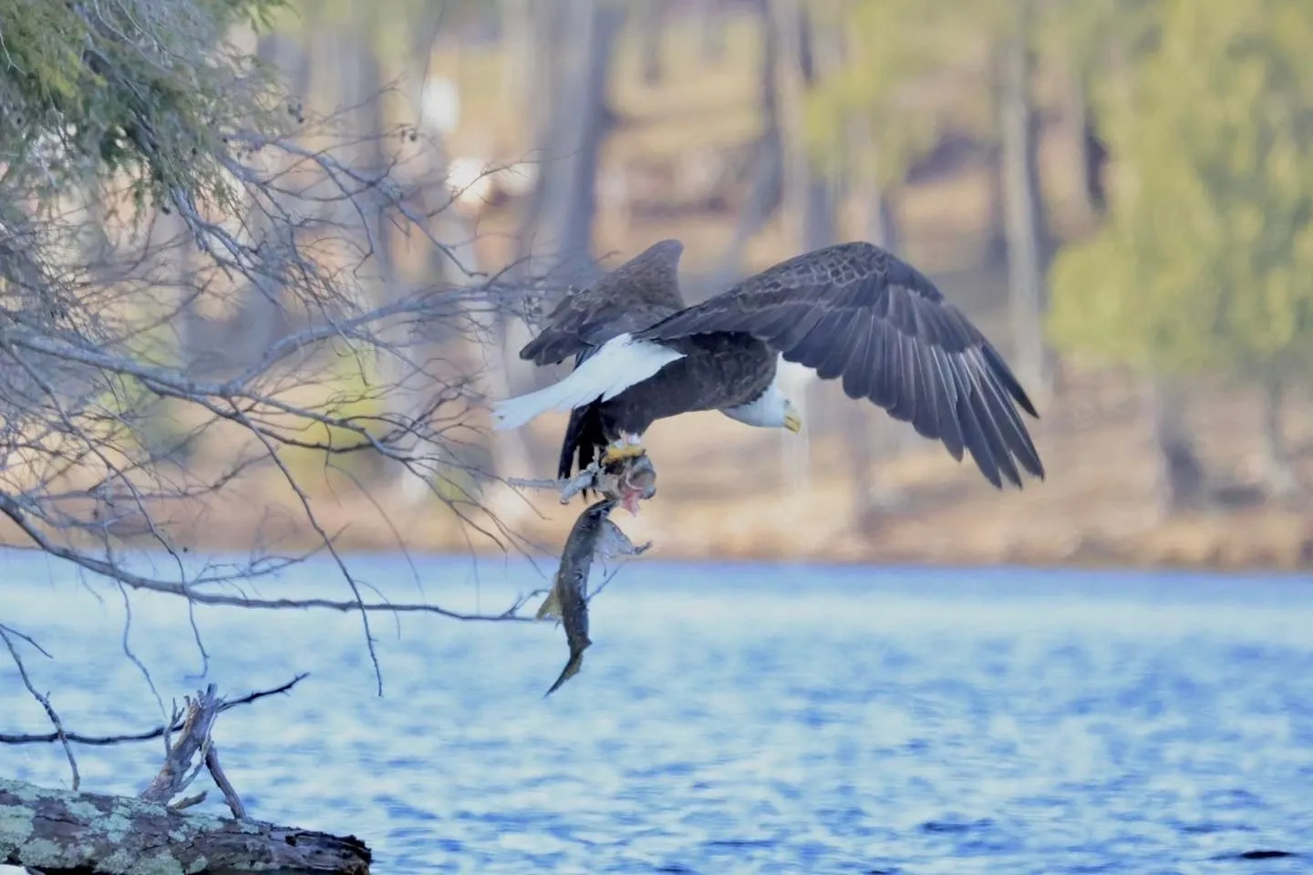 View of eagle catching a fish on display of the website